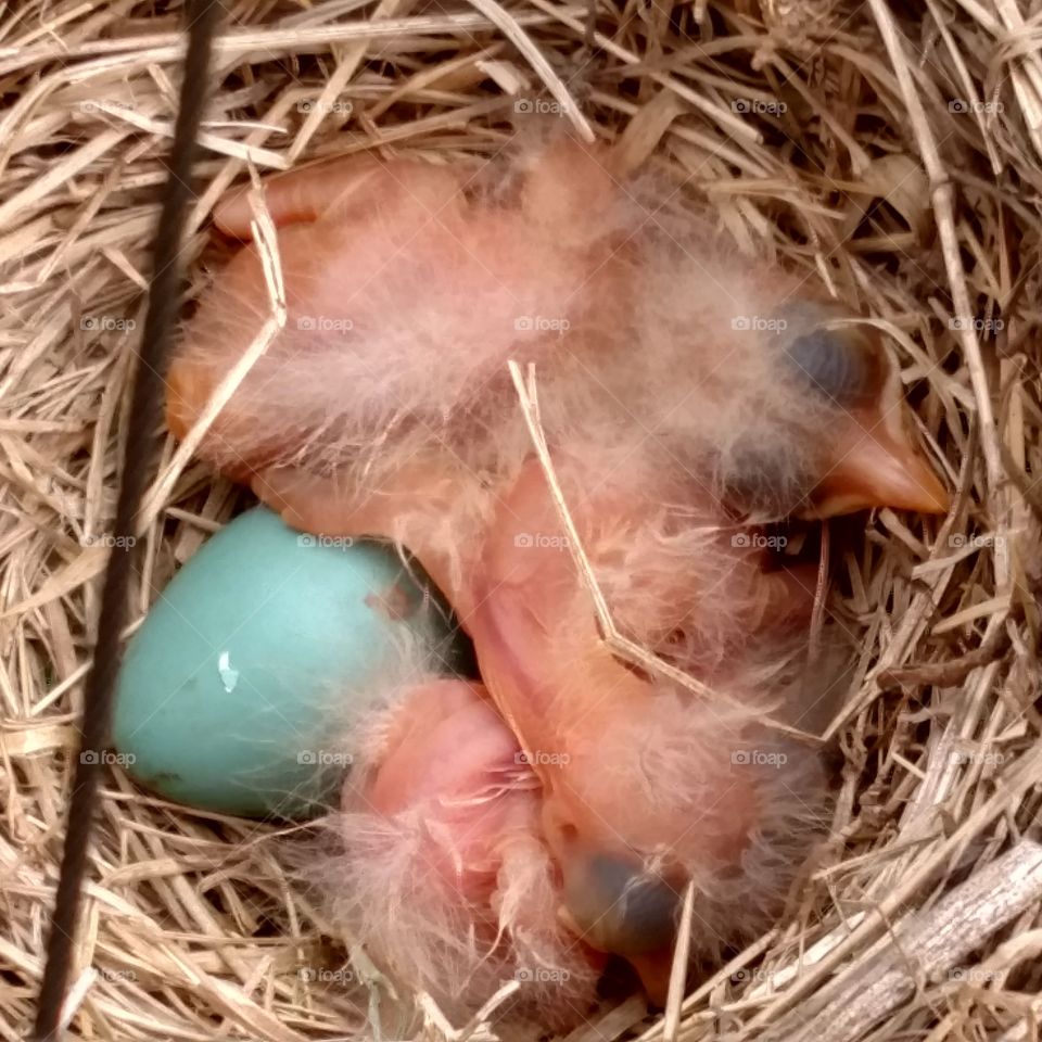 Baby Robins, freshly hatched. Waiting for food. One more egg to hatch!