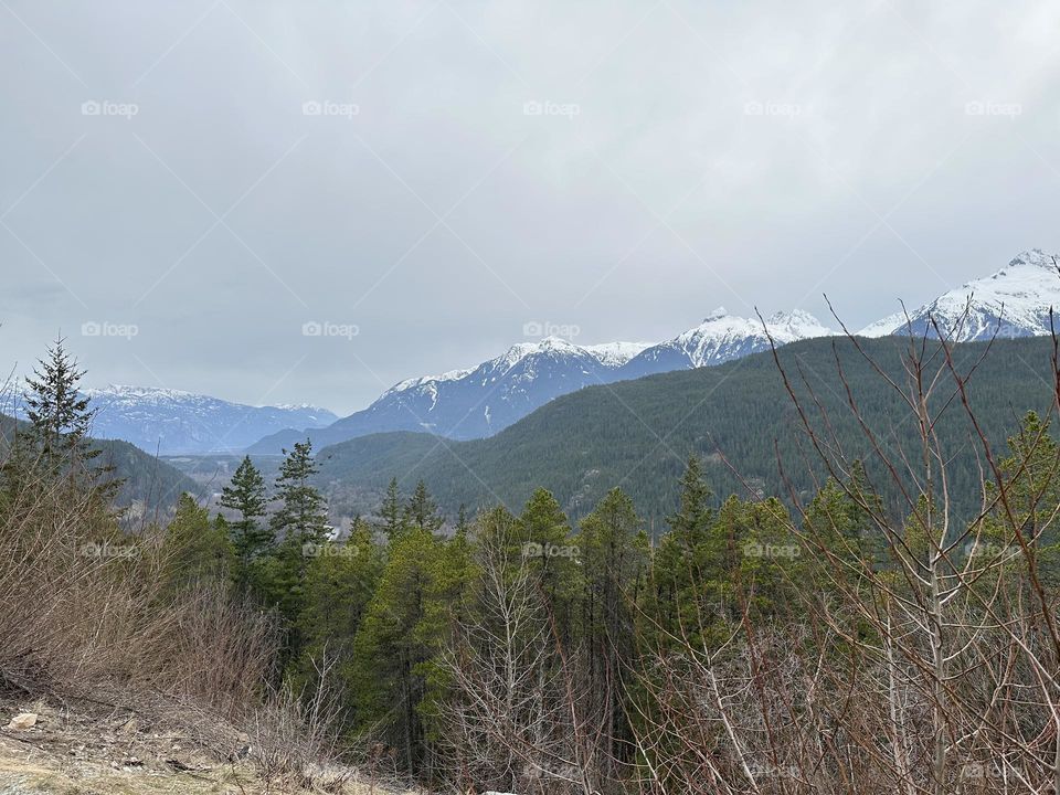 Forest and mountain range above