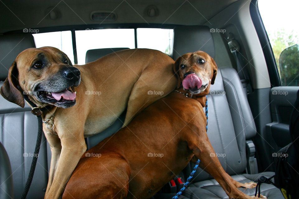 Being Lazy at the expensive of others