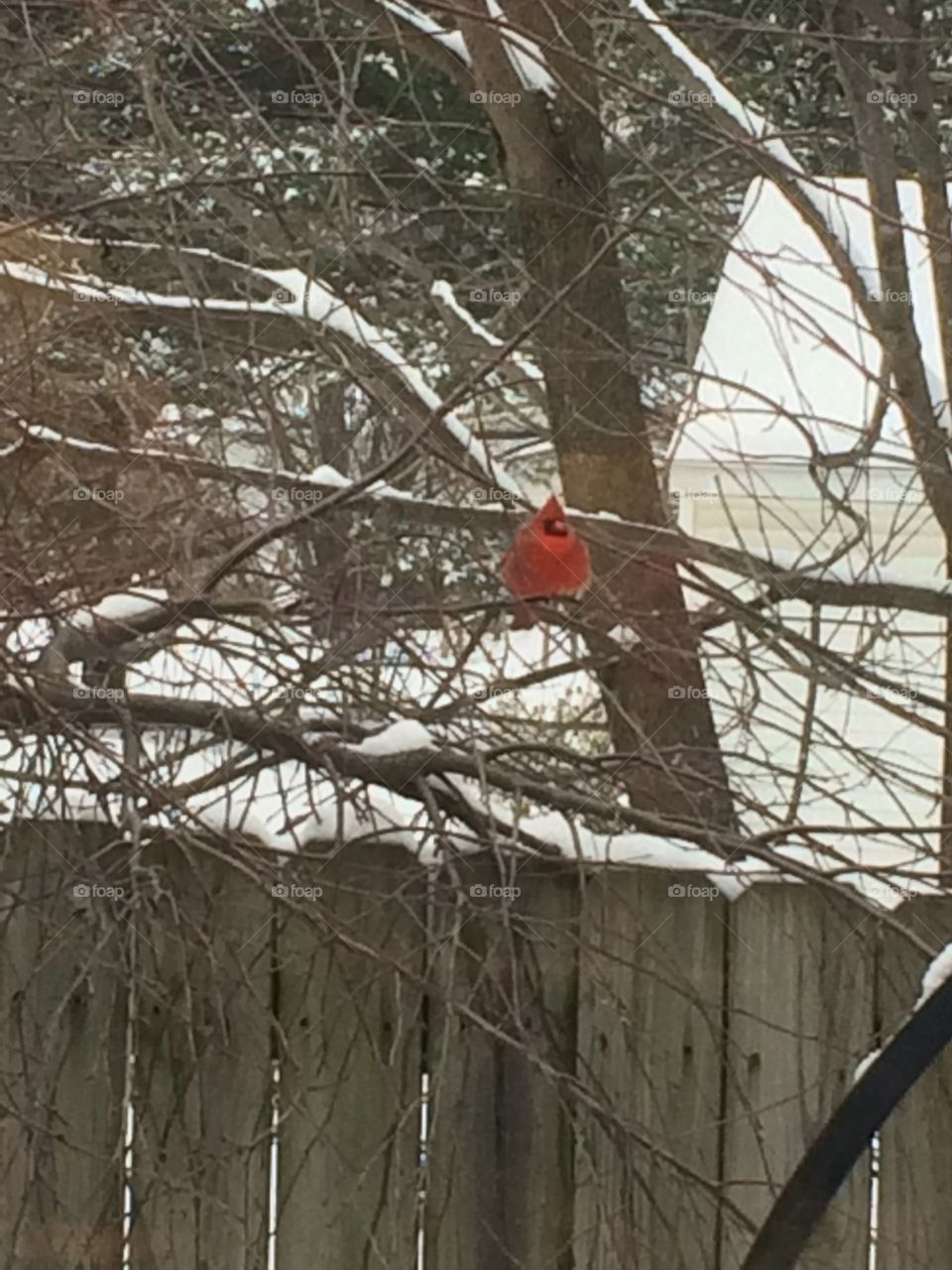 Make Cardinal in tree with snow.