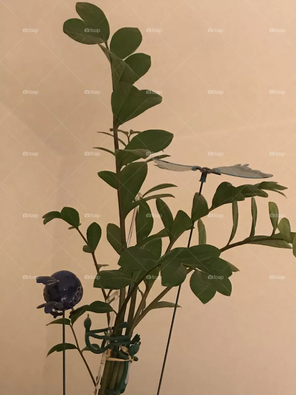 Plant