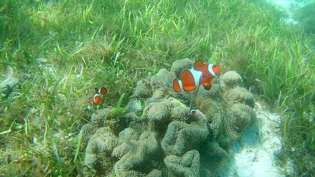 Underwater, Fish, Nature, Tropical, Reef