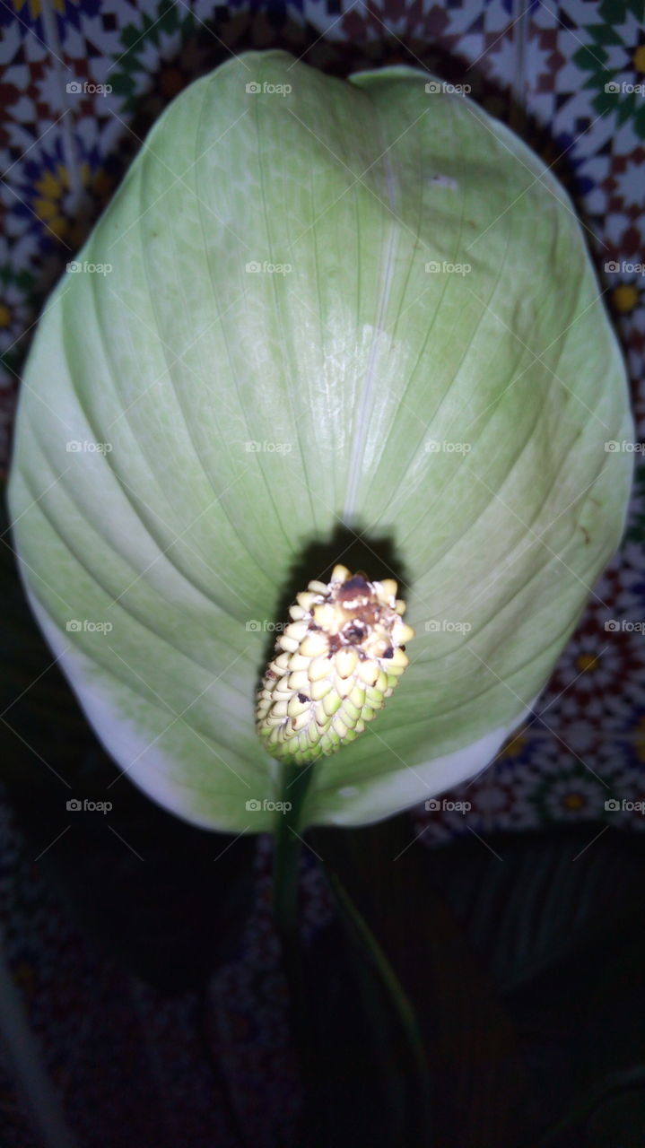 Flower inside green