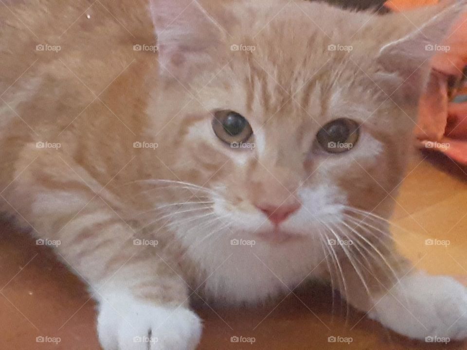 Little red cat,  up close