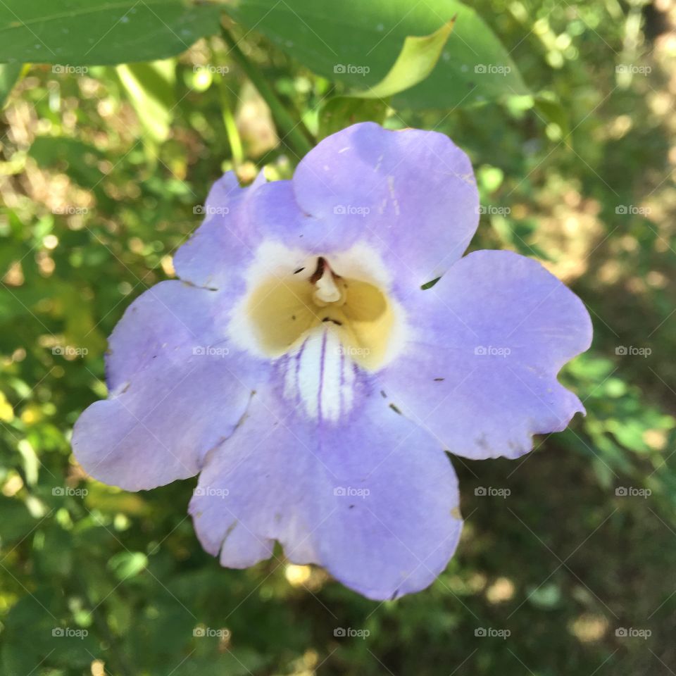 🇺🇸 Very beautiful flowers to beautify and brighten our day. Cheer the nature! / 🇧🇷 Flores muito bonitas para embelezar e alegrar nosso dia. Viva a natureza!