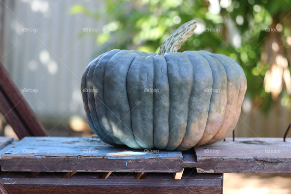 Queensland blue pumpkin squash outdoors rustic setting 