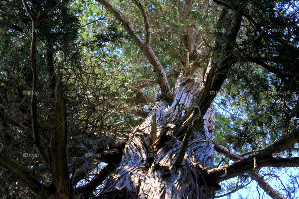 This is a picture of a tree taken looking up from the bottom up the tree trunk.