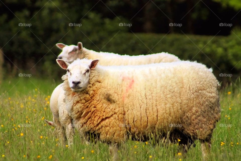 Posing Sheep. Sheep in the farmers field