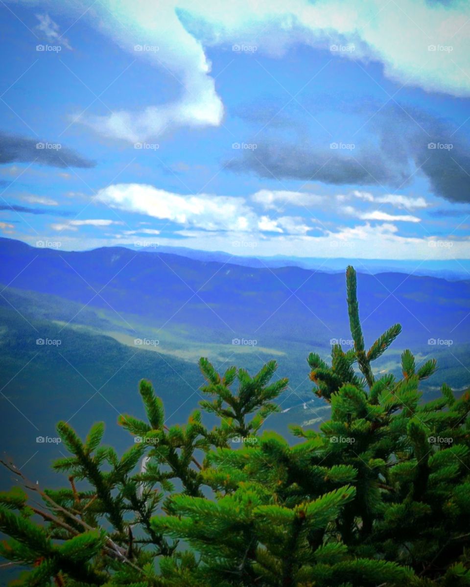 Pine tree  with  mountains  in  background 