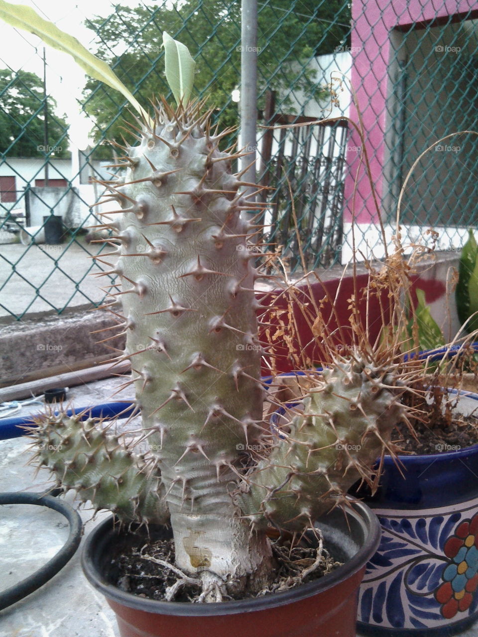 Planta desert