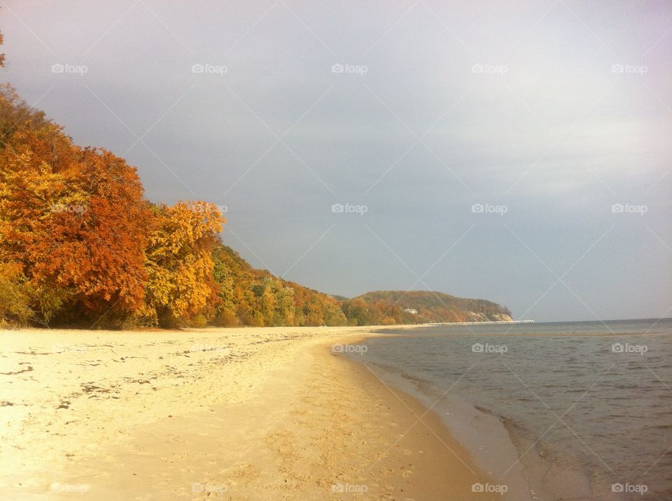 Autumn trees on shore