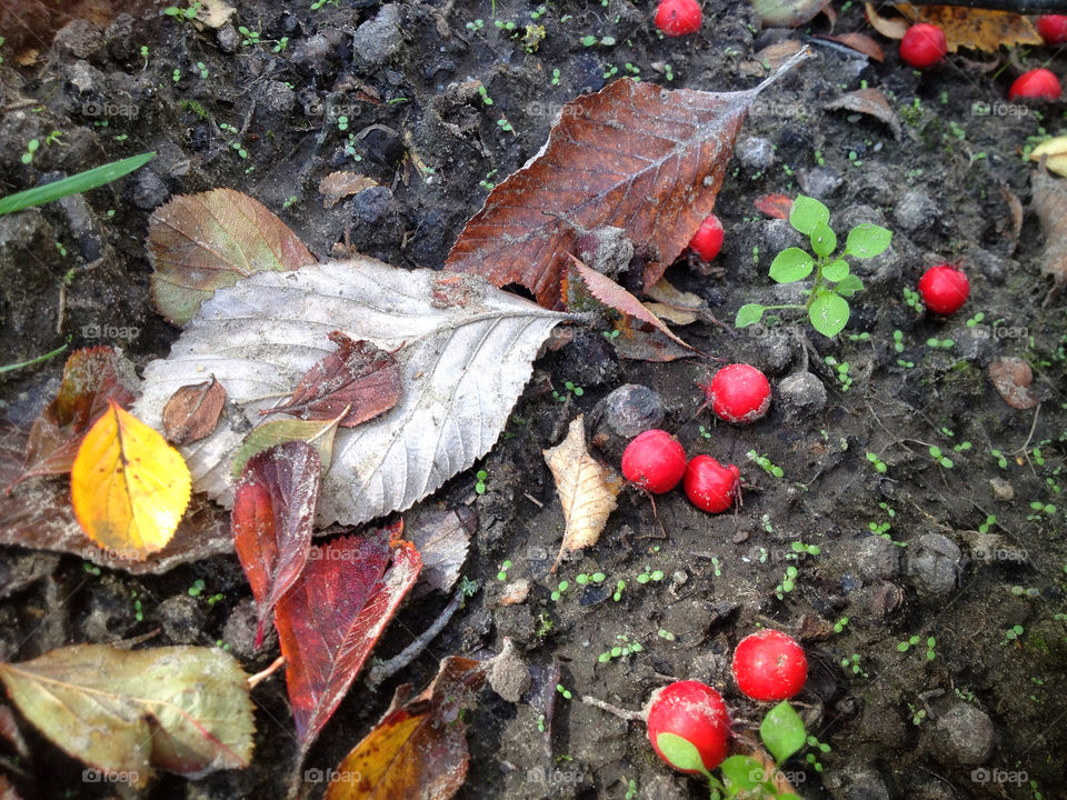 ground nature leaves leaf by twilite