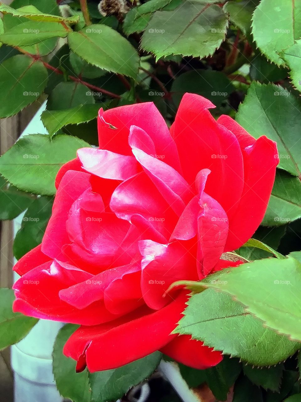 rose in bloom