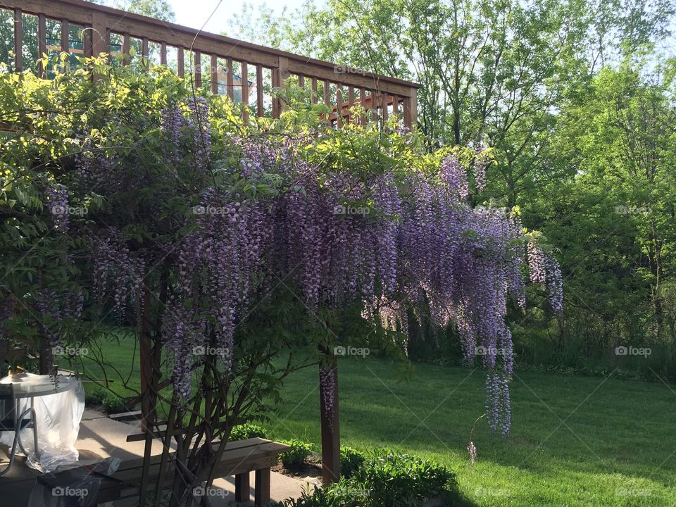 Wisteria