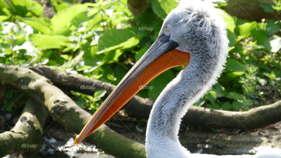 Headshot of a pelican.