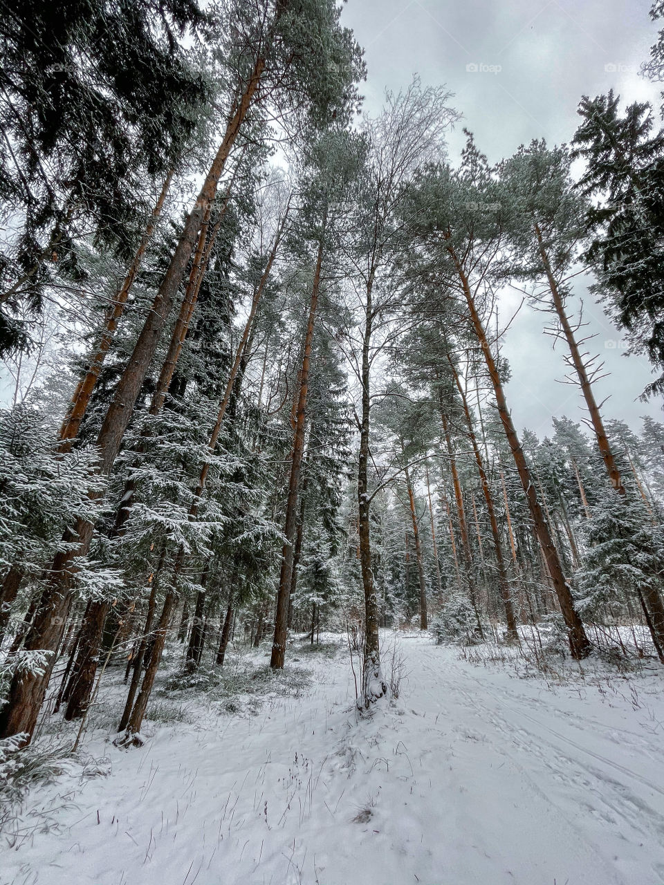 Winter landscape with forest in cloudy December day 