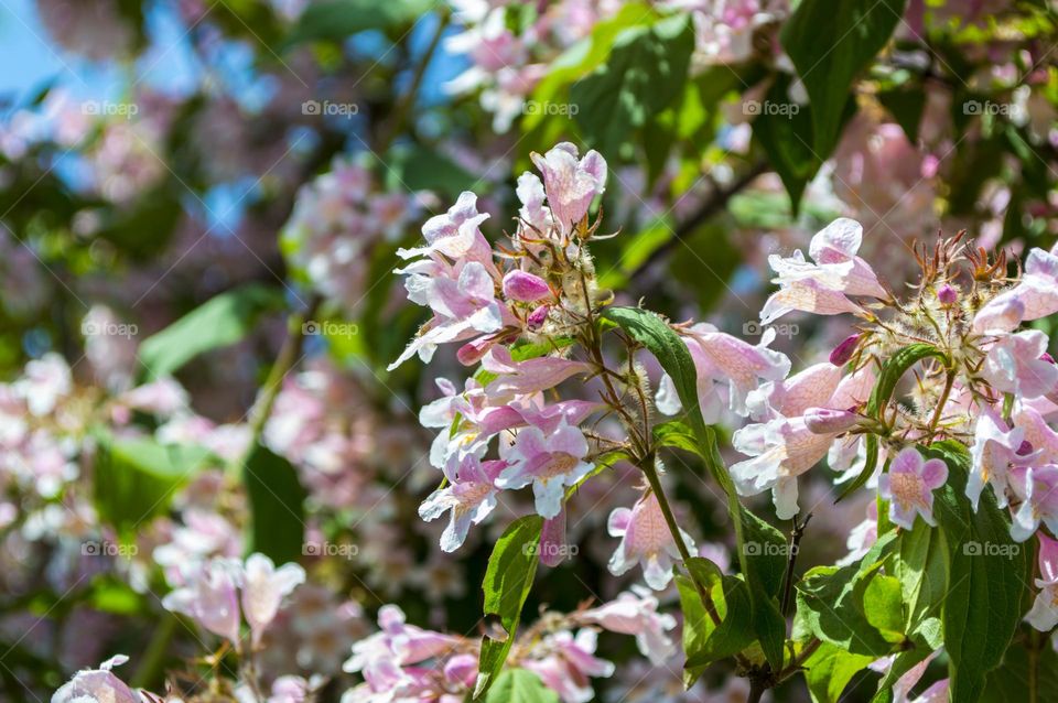 Kolkvitsia is a beautiful ornamental shrub.