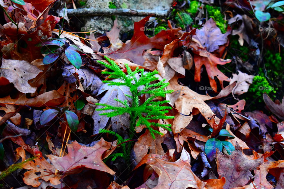 Life is all about enjoying the little things. Like this tiny sprout shooting up between the Fall leaves 😊