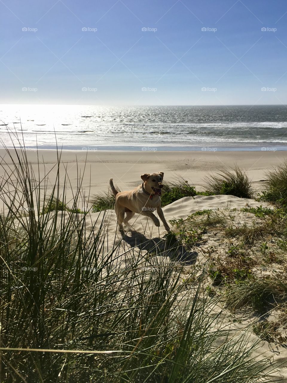 Dog on beach 