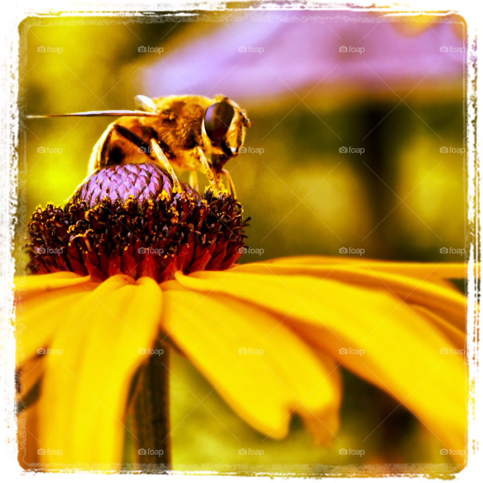 yellow summer bee close up by danletton