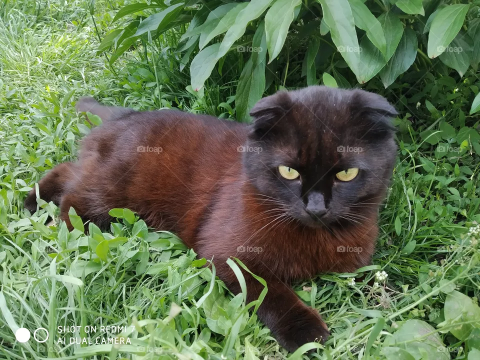 black cat
