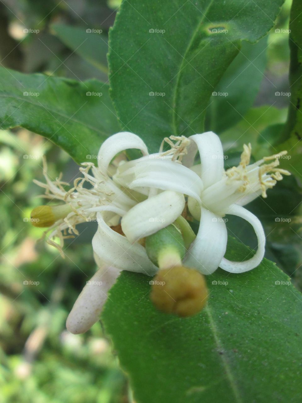 lime flower
