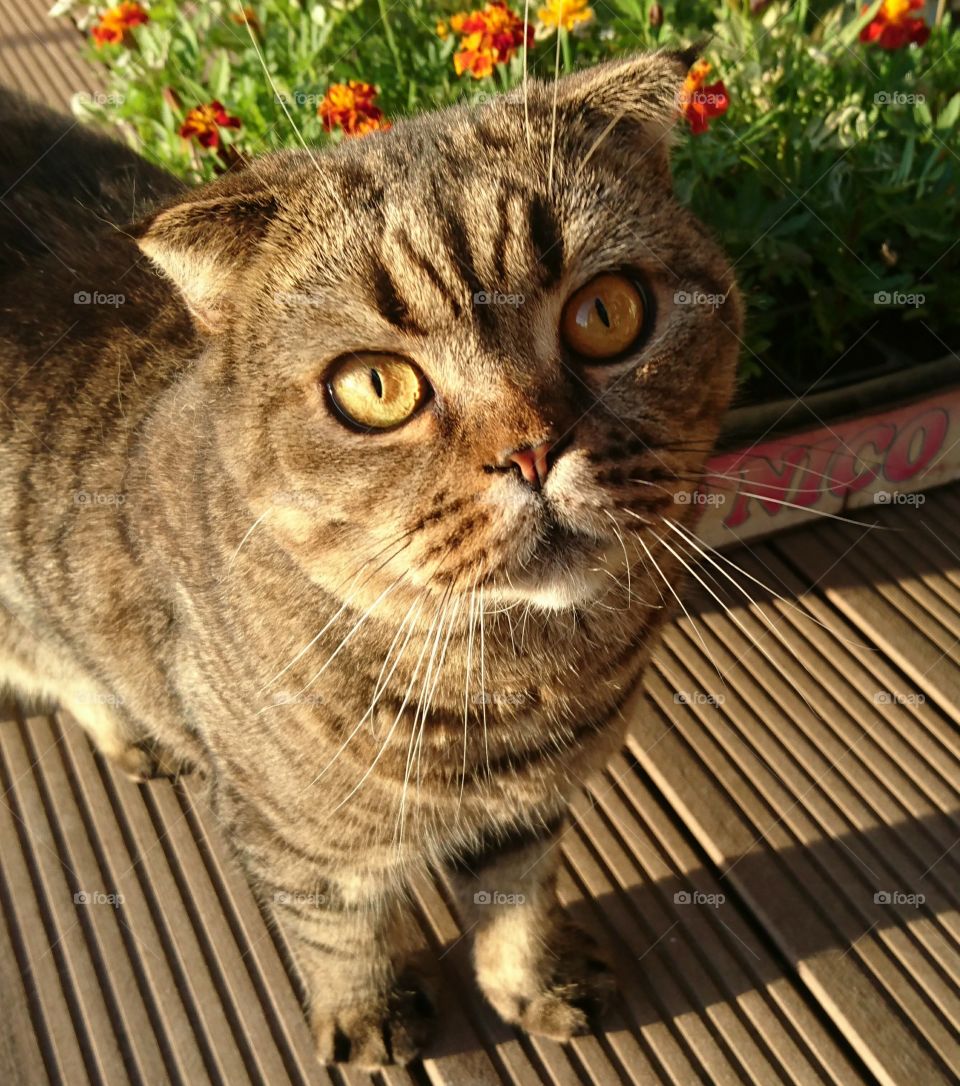 scottish fold cat against a natural background