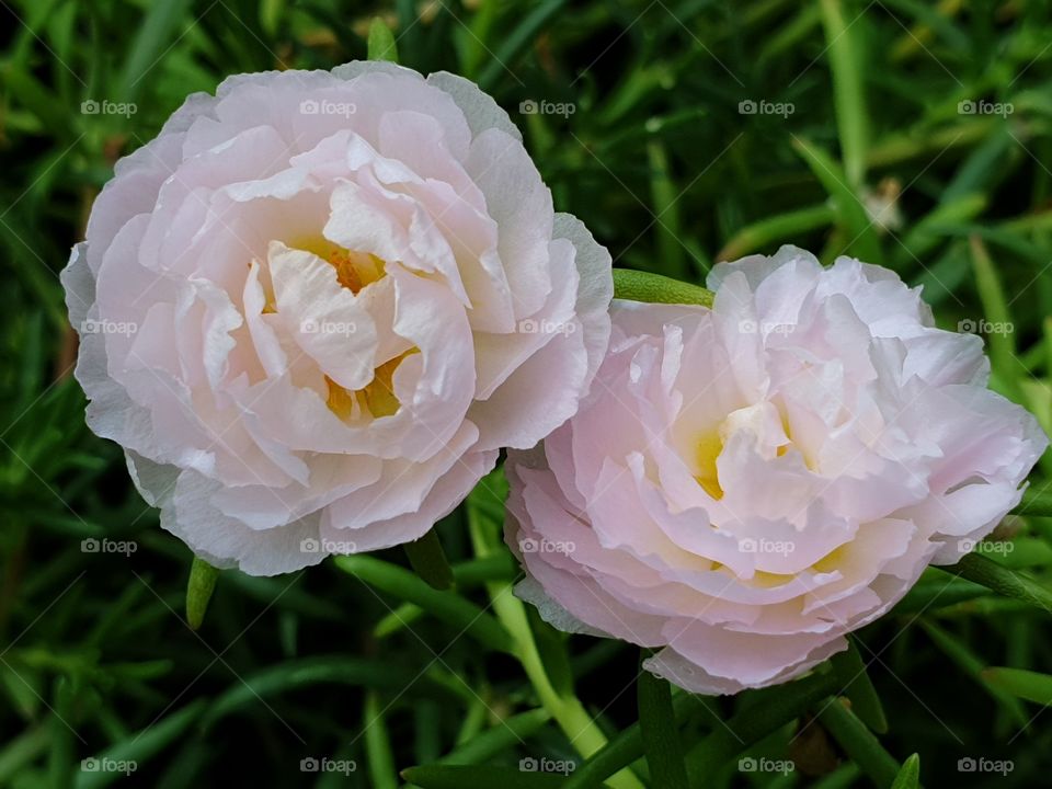  Portulaca Grandiflora or Moss-rose