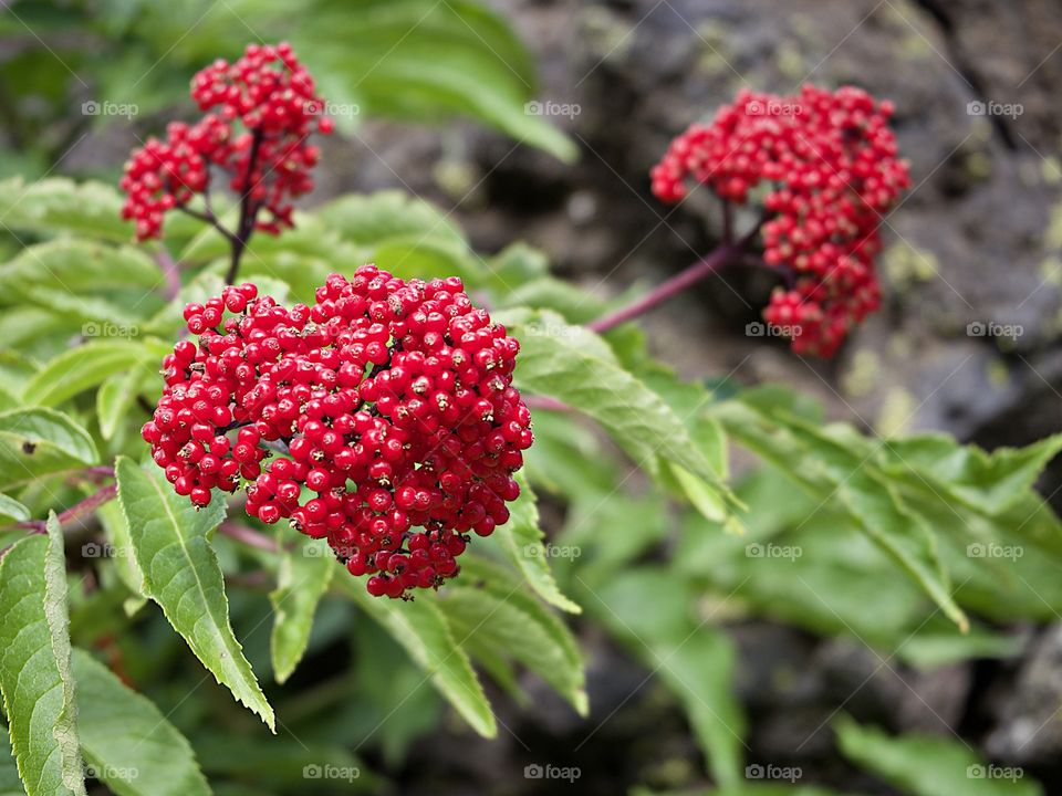 Bright red Elderberries bursting from green leaves in the hardened lava fields high in Oregon’s Cascade Mountains on a summer day. 