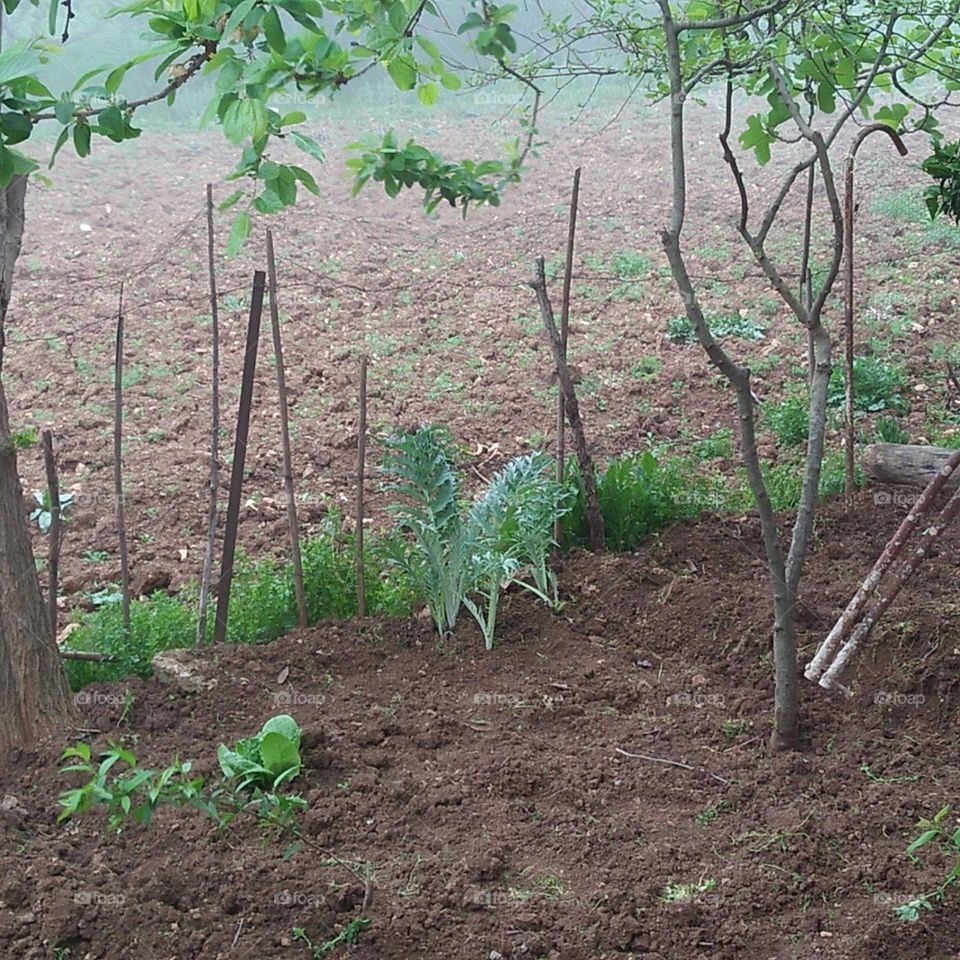 planting a tree.