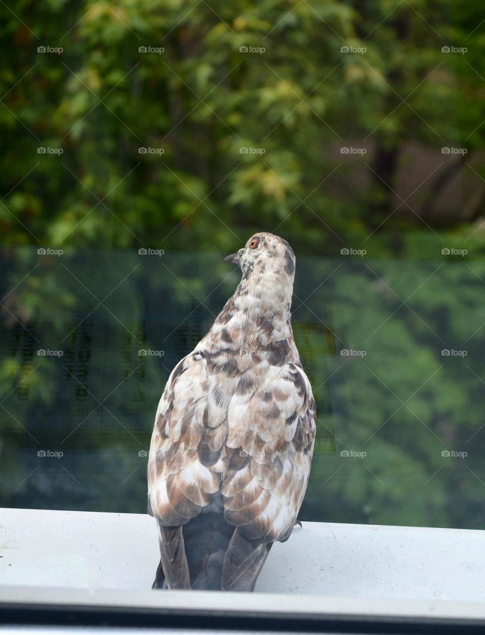 emotions surprise colour bird dove beautiful portrait