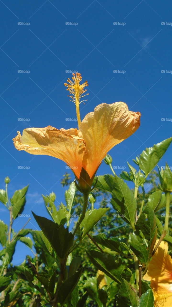 FLOWER BOTANISCHER BLUMEN HIBISCUS