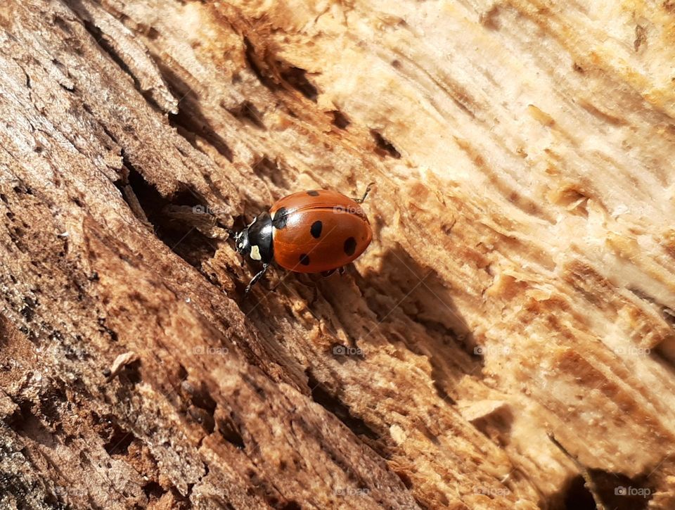 A ladybug runs along a tree trunk in a city park
