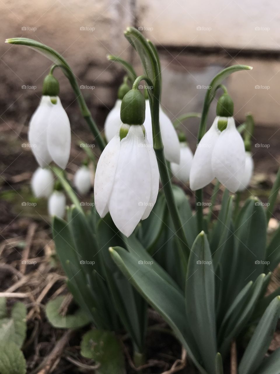 Snowdrop