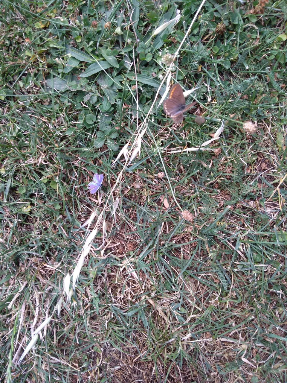 Teo small butterflies