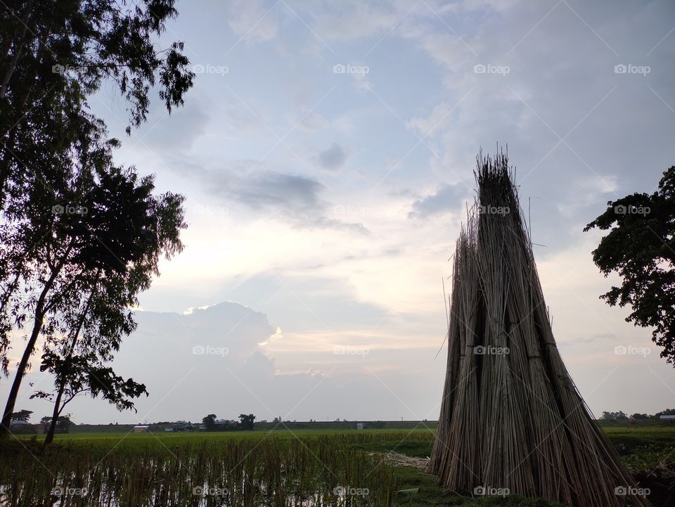 A rural scene describing agriculture... jute sticks are standing beside the field