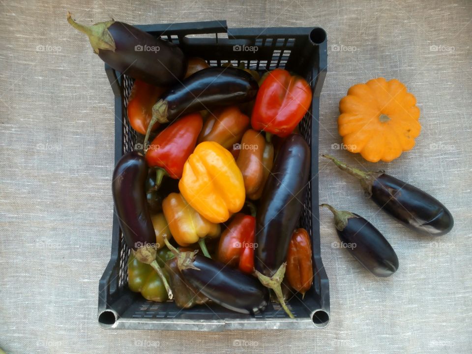 pepper harvest