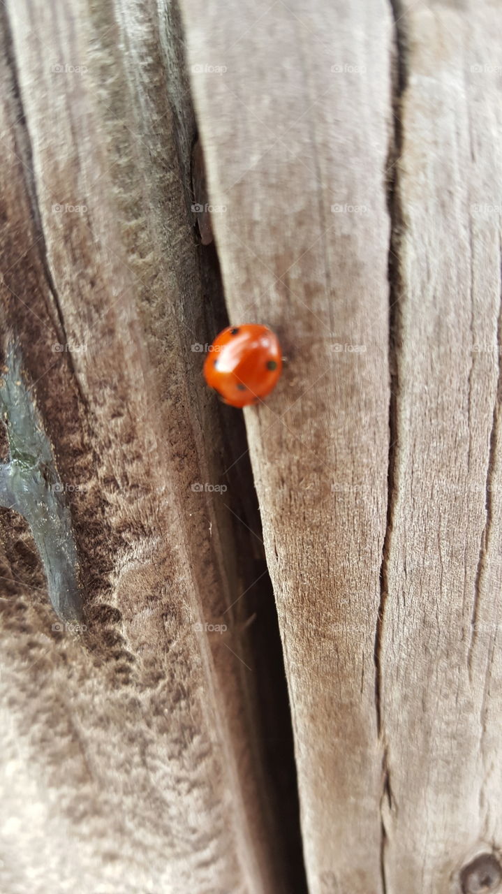 ladybug
