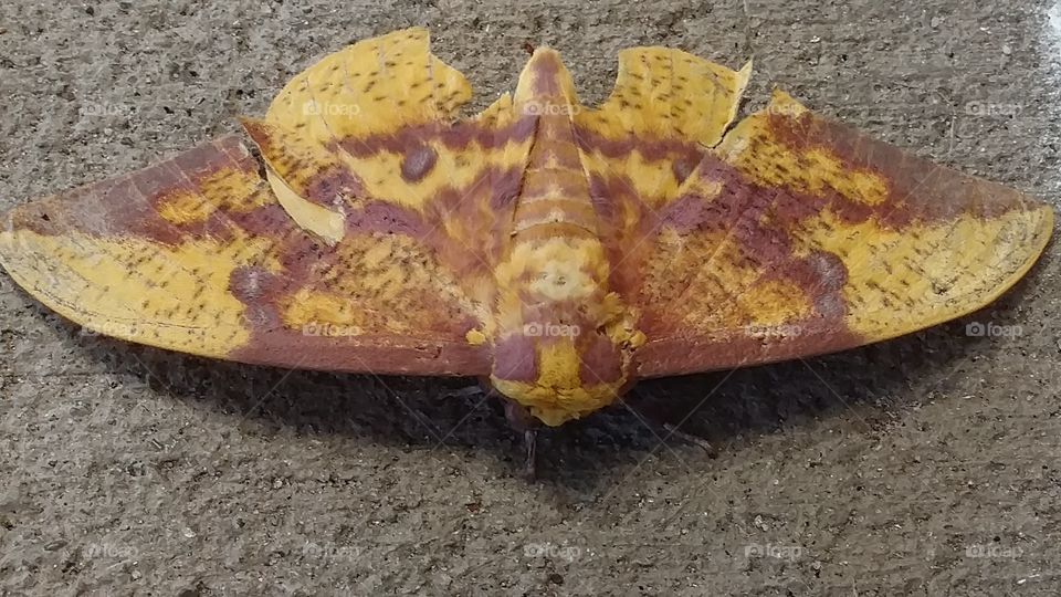 moth that looks like a leaf