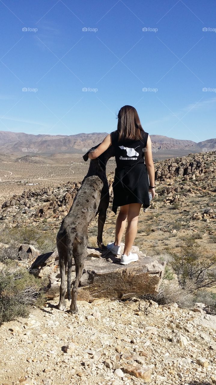 Great Dane hiking partner