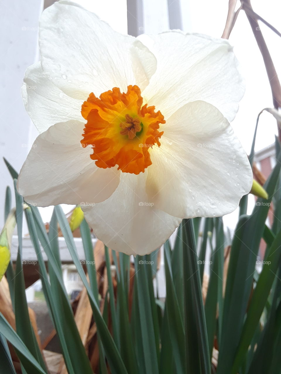 spring daffodil white with bright orange centr