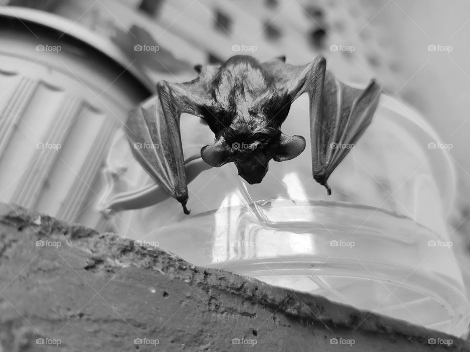 A wet bat, hanging