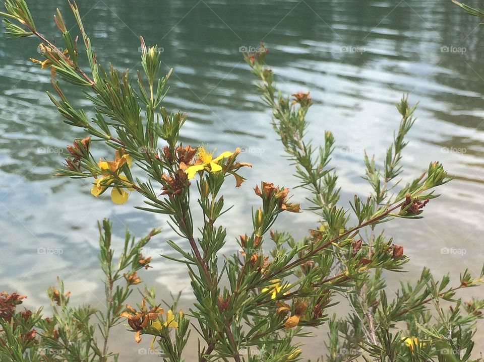 Flowers blooming by lake 