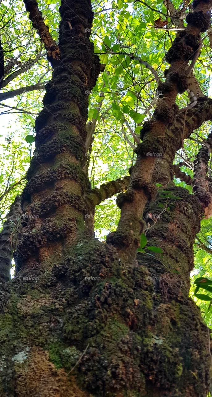 pitted tree