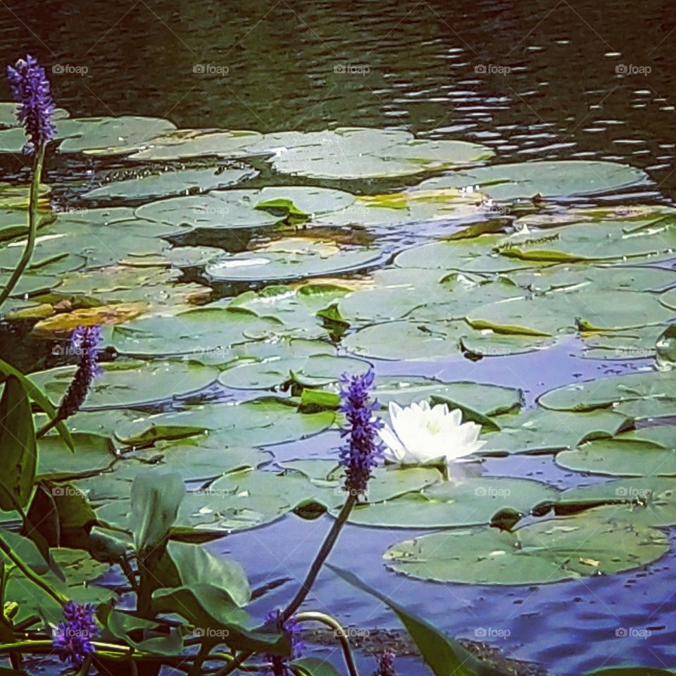 Lily pads with flowers