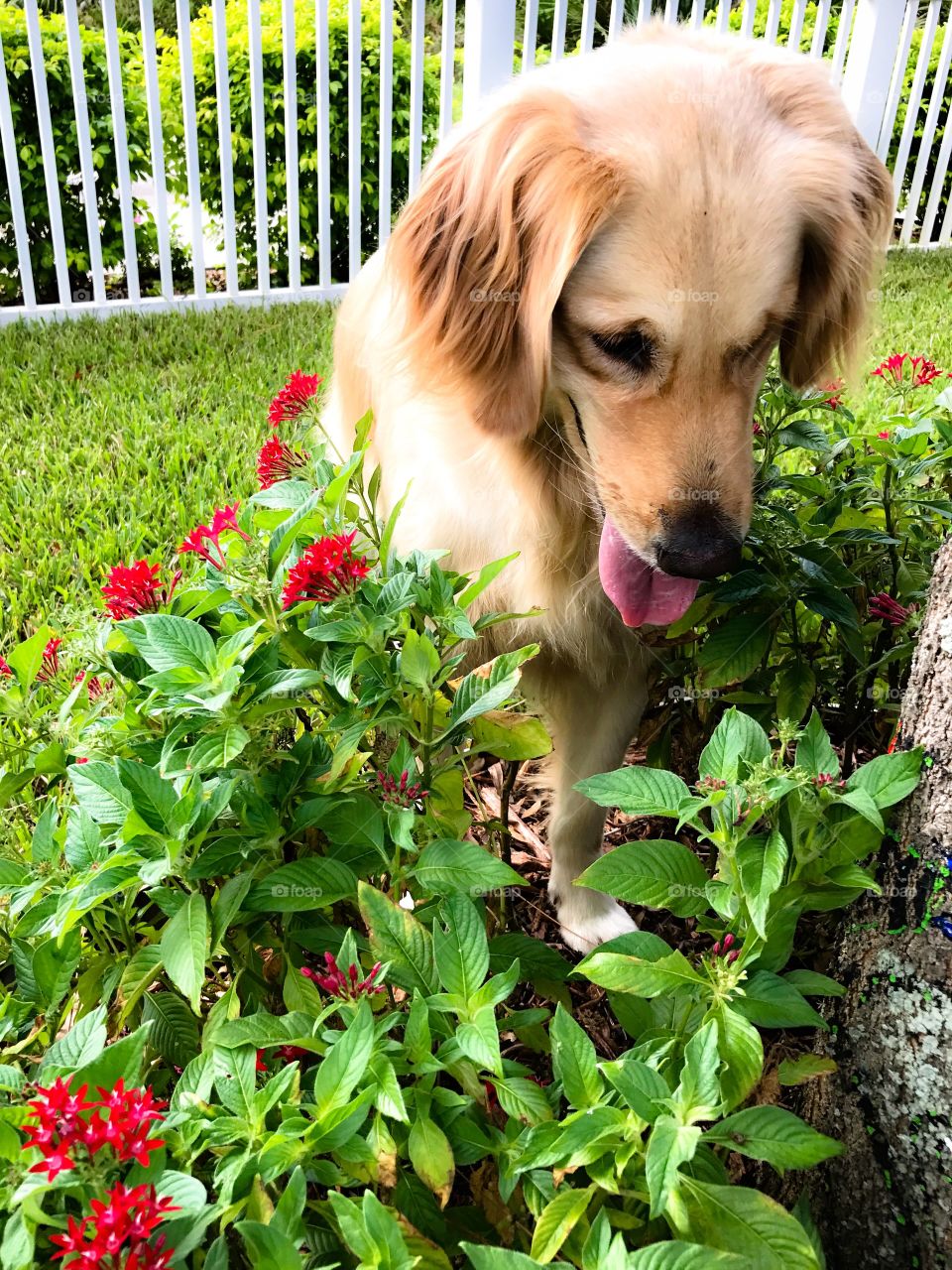 golden retriever outback in flower garden 