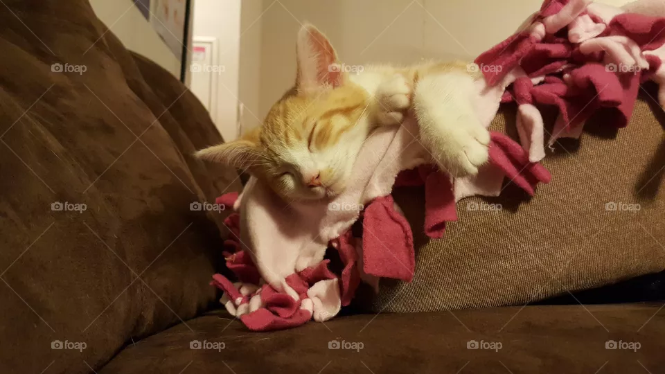 kitten