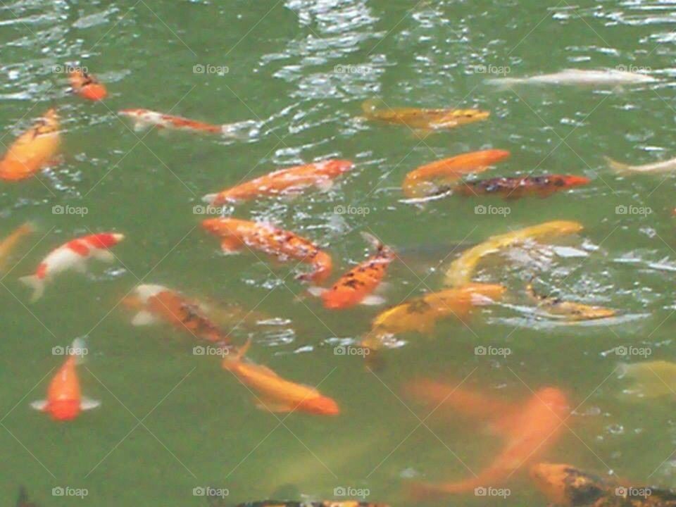 Koi fish