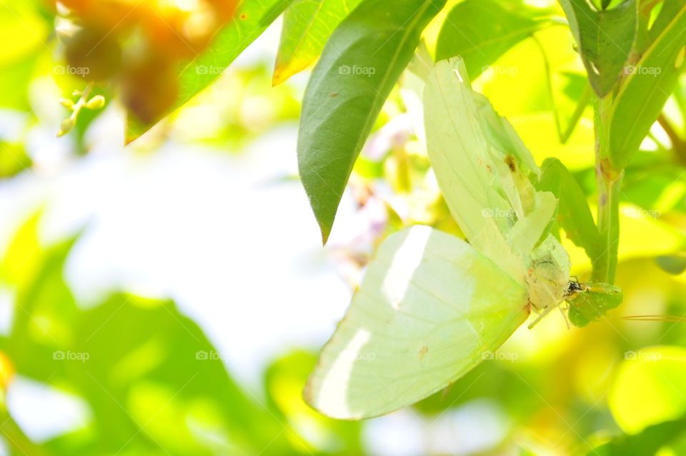 Leaf, Nature, Flora, Summer, Fair Weather