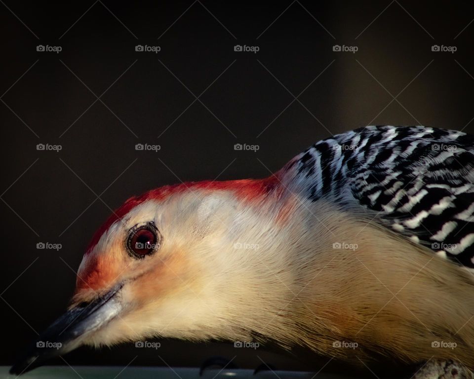 Curious Red Bellied Woodpecker 